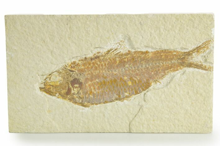Detailed Fossil Fish (Knightia) - Wyoming #363799